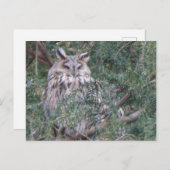 Carte postale do-it-yourself Chouette à oreilles l (Devant / Derrière)