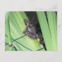 Carte postale do-it-yourself Cute Frog