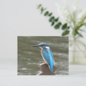 Carte postale do-it-yourself Cute Kingfisher (Debout devant)
