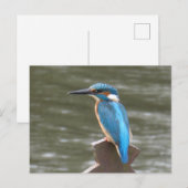 Carte postale do-it-yourself Cute Kingfisher (Devant / Derrière)