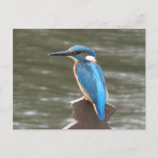 Carte postale do-it-yourself Cute Kingfisher (Devant)