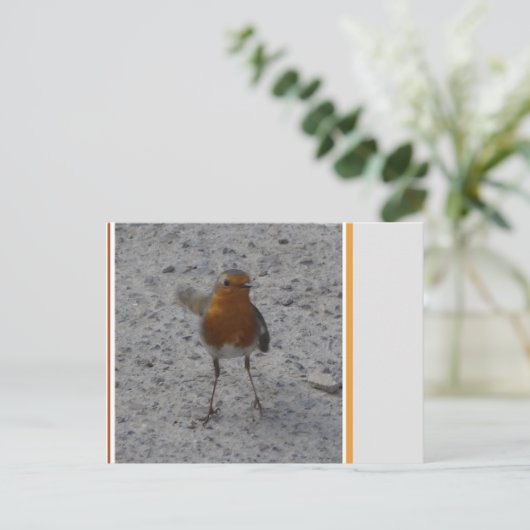 Carte postale do-it-yourself Cute Robin (Debout devant)
