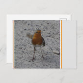 Carte postale do-it-yourself Cute Robin (Devant / Derrière)