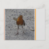 Carte postale do-it-yourself Cute Robin (Devant)