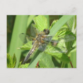 Carte postale do-it-yourself Dragonfly Brown (Devant)