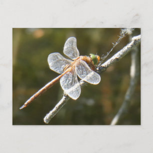 Carte postale do-it-yourself dragonfly de Hawker v