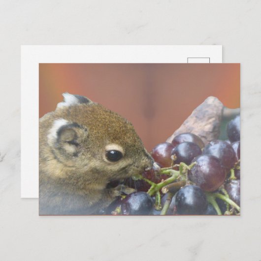 Carte postale do-it-yourself écureuil (Devant / Derrière)