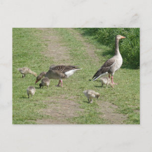 Carte postale do-it-yourself famille des oies