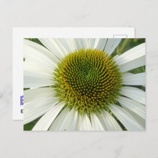 Carte postale do-it-yourself Fleur blanche (Devant / Derrière)