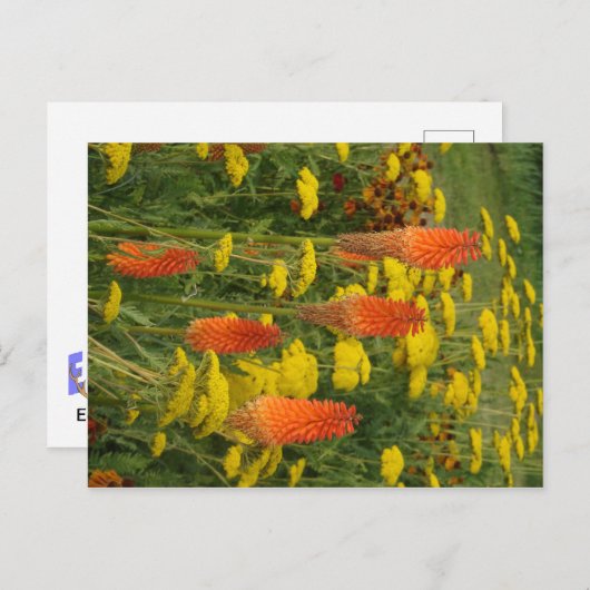 Carte postale do-it-yourself Fleur orange Kniphofi (Devant / Derrière)