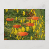 Carte postale do-it-yourself Fleur orange Kniphofi (Devant)