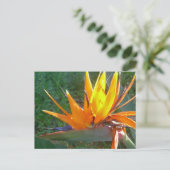 Carte postale do-it-yourself Fleur Orange Strelitz (Debout devant)