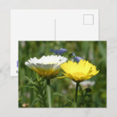 Carte postale do-it-yourself Fleur sauvage blanc e (Devant / Derrière)