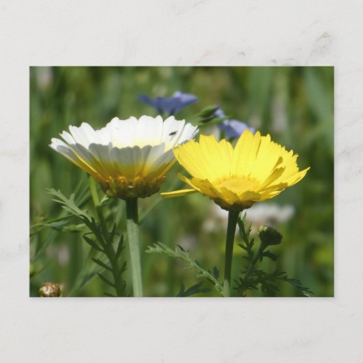 Carte postale do-it-yourself Fleur sauvage blanc e (Devant)