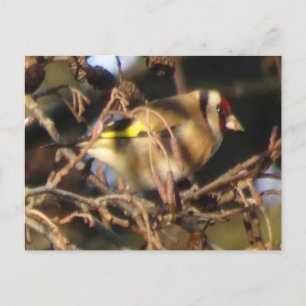 Carte postale do-it-yourself Goldfinch