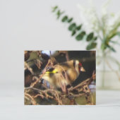 Carte postale do-it-yourself Goldfinch (Debout devant)
