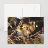 Carte postale do-it-yourself Goldfinch (Devant / Derrière)