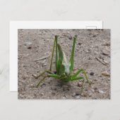 Carte postale do-it-yourself Grasshopper Vert (Devant / Derrière)