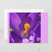 Carte postale do-it-yourself Gros Plan Crocus (Devant / Derrière)