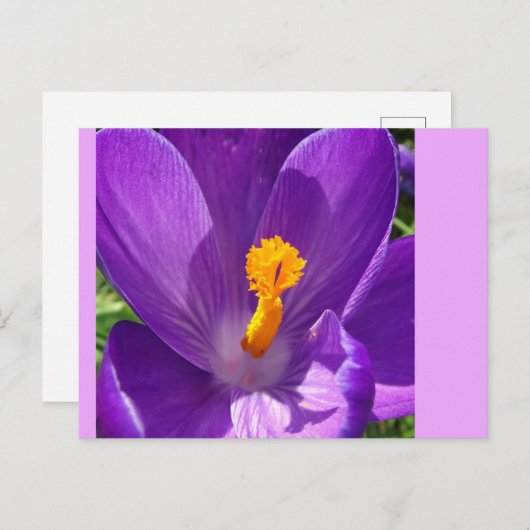 Carte postale do-it-yourself Gros Plan Crocus (Devant / Derrière)