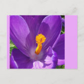 Carte postale do-it-yourself Gros Plan Crocus (Devant)