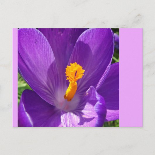 Carte postale do-it-yourself Gros Plan Crocus (Devant)