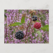 Carte postale do-it-yourself Heure & Blackberry (Devant)