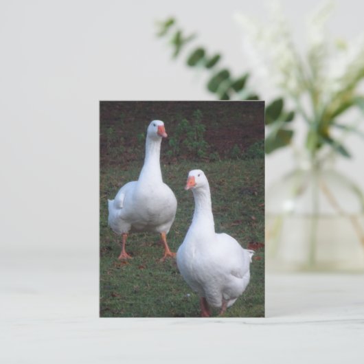 Carte postale do-it-yourself Oies blanches (Debout devant)