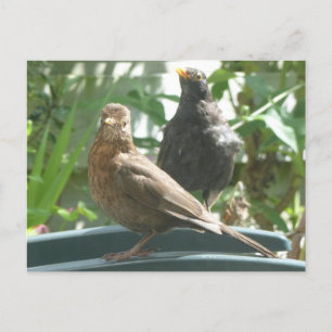 Carte postale DO-IT-YOURSELF paire de chrysopes mi