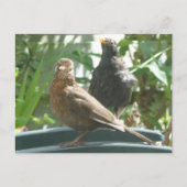 Carte postale do-it-yourself paire de chrysopes mi (Devant)