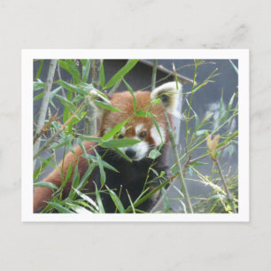 Carte postale do-it-yourself Panda rouge à regarde