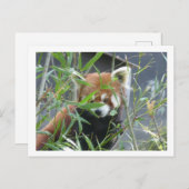 Carte postale do-it-yourself Panda rouge à regarde (Devant / Derrière)