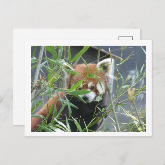 Carte postale do-it-yourself Panda rouge à regarde (Devant / Derrière)