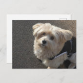 Carte postale DO-IT-YOURSELF petit chien mignon (Devant / Derrière)