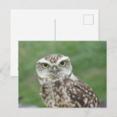 Carte postale do-it-yourself petit hibou mignonne (Devant / Derrière)