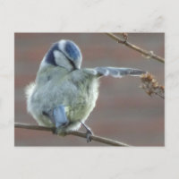 Carte postale do-it-yourself petit oiseau