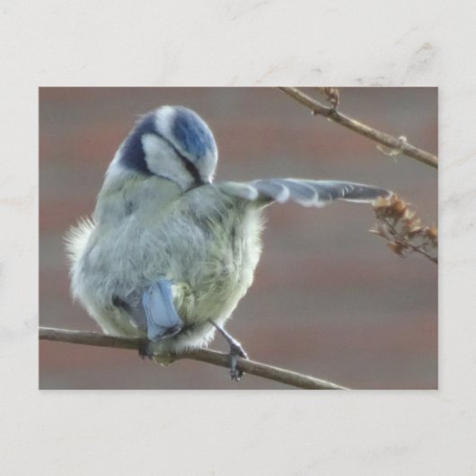 Carte postale do-it-yourself petit oiseau (Devant)