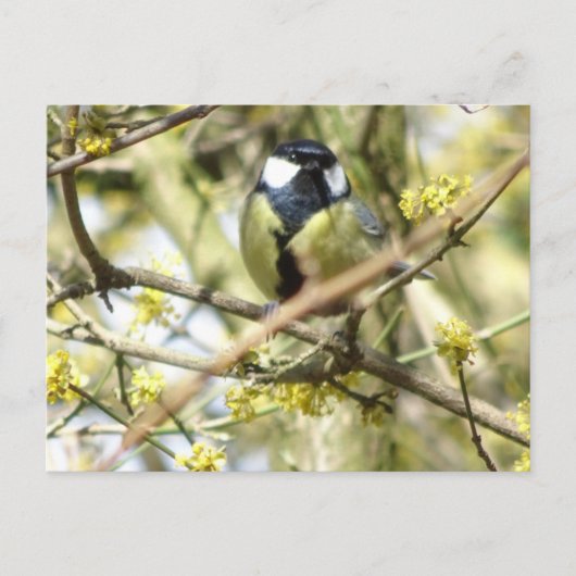 Carte postale do-it-yourself petit oiseau (Devant)