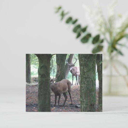 Carte postale do-it-yourself Red Deer (Debout devant)