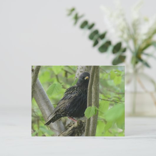 Carte postale do-it-yourself Starling (Debout devant)