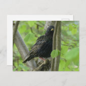 Carte postale do-it-yourself Starling (Devant / Derrière)