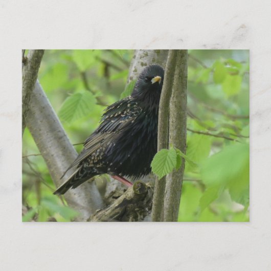 Carte postale do-it-yourself Starling (Devant)