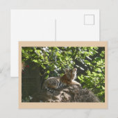 Carte postale do-it-yourself tigre pour bébé migno (Devant / Derrière)