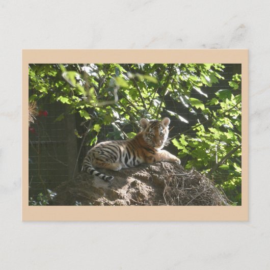 Carte postale do-it-yourself tigre pour bébé migno (Devant)