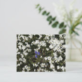 Carte postale do-it-yourself Yarrow & Graphe (Debout devant)