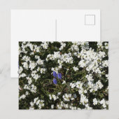 Carte postale do-it-yourself Yarrow & Graphe (Devant / Derrière)