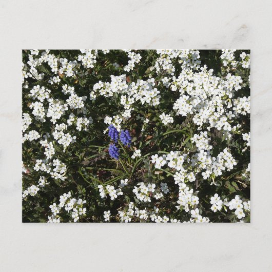 Carte postale do-it-yourself Yarrow & Graphe (Devant)