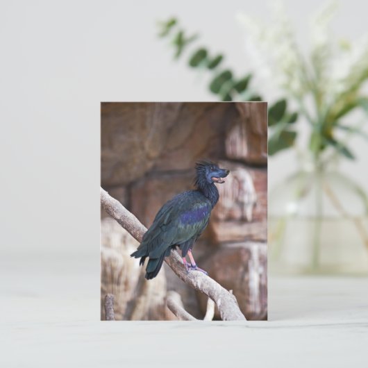 Carte Postale Dobbibis (Debout devant)