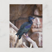 Carte Postale Dobbibis (Devant)