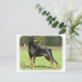 Carte Postale Doberman (Debout devant)
